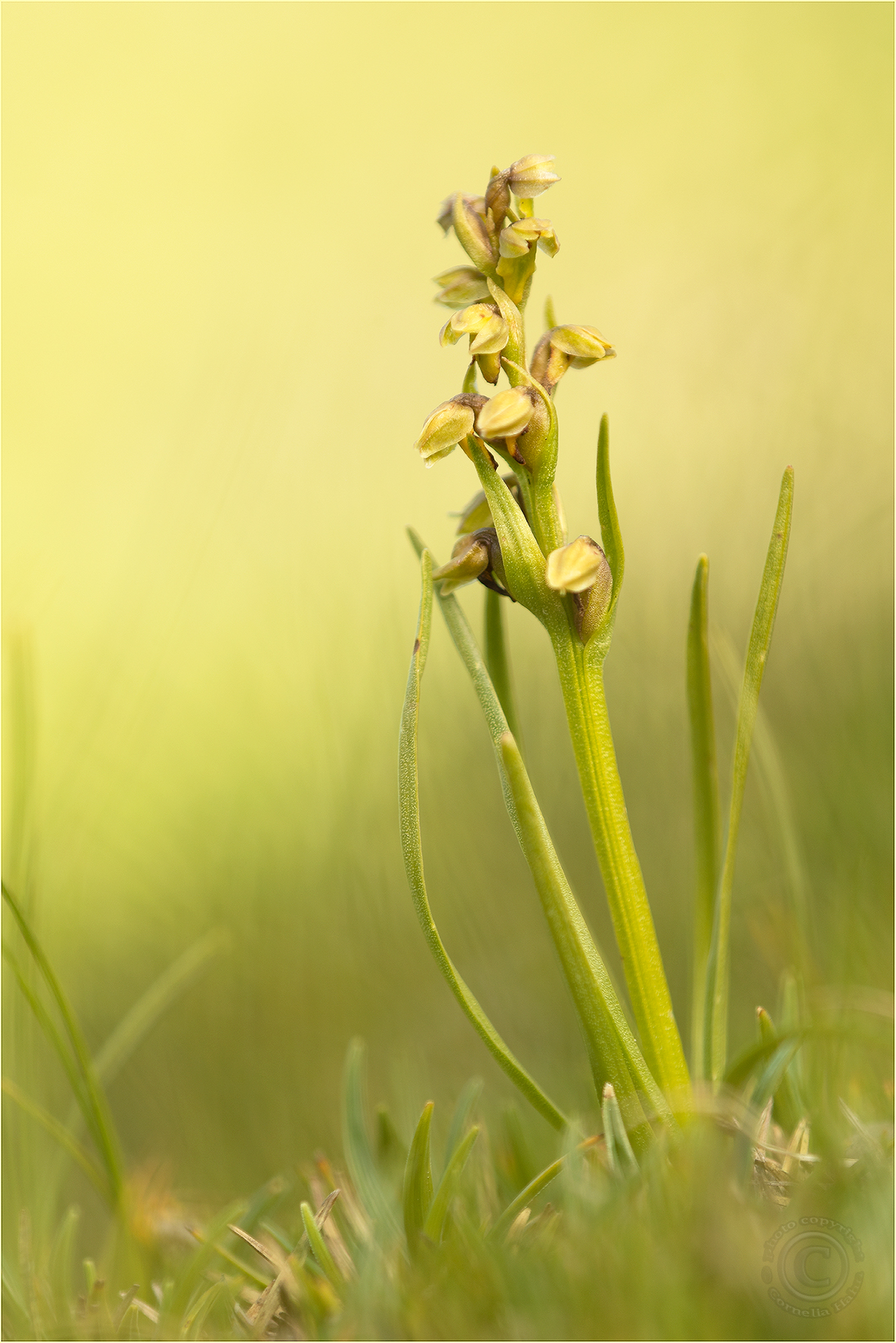 Zwergorchis (Chamorchis alpina)