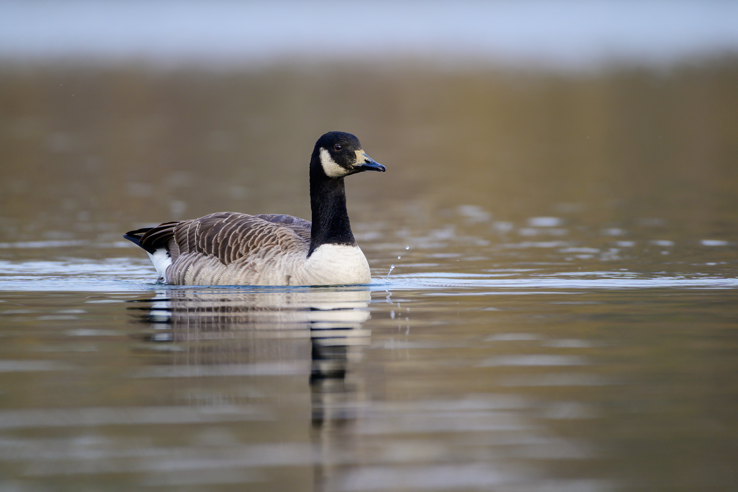 Kanadagans (branta canadensis)
