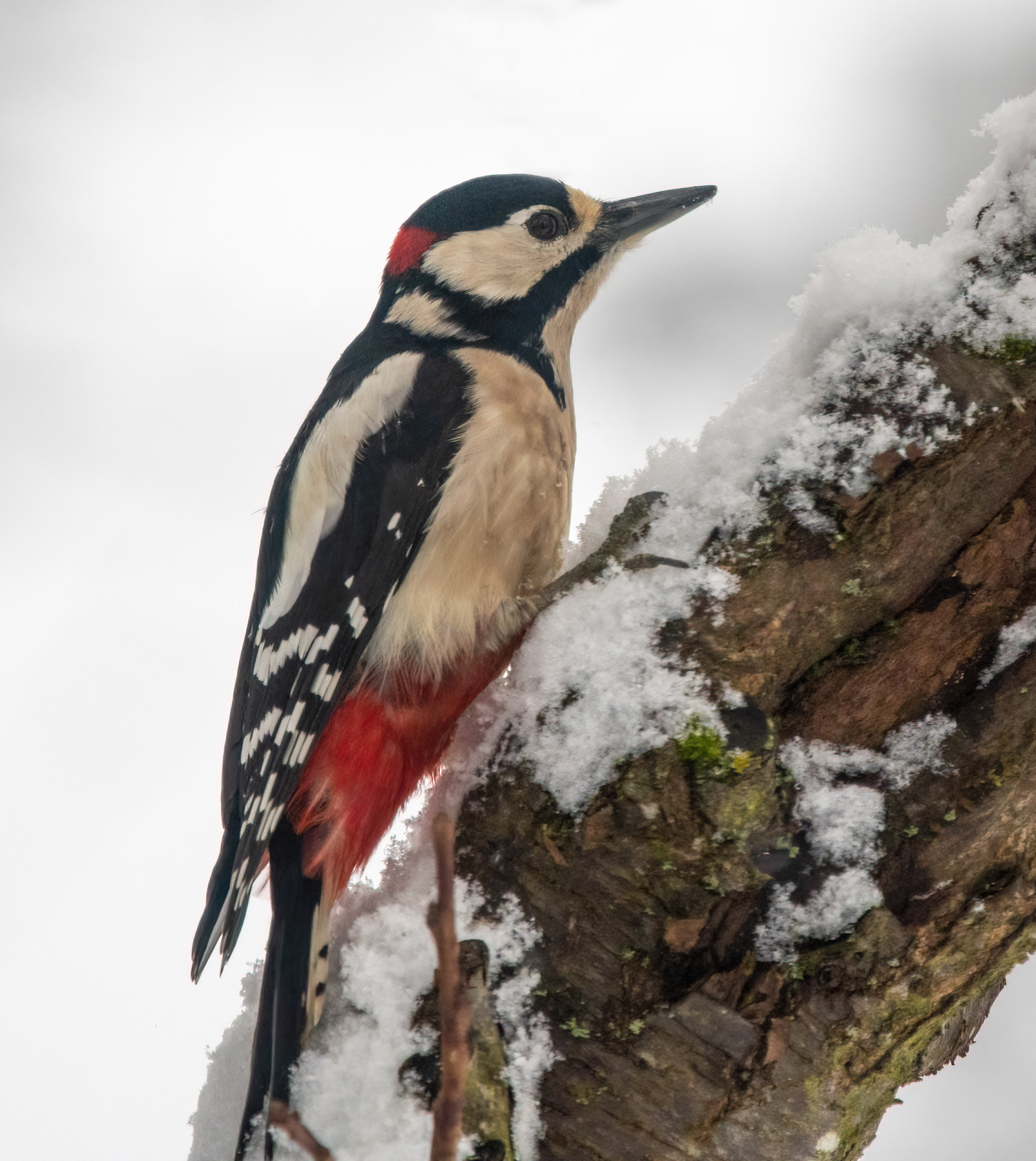 Buntspecht im Schnee