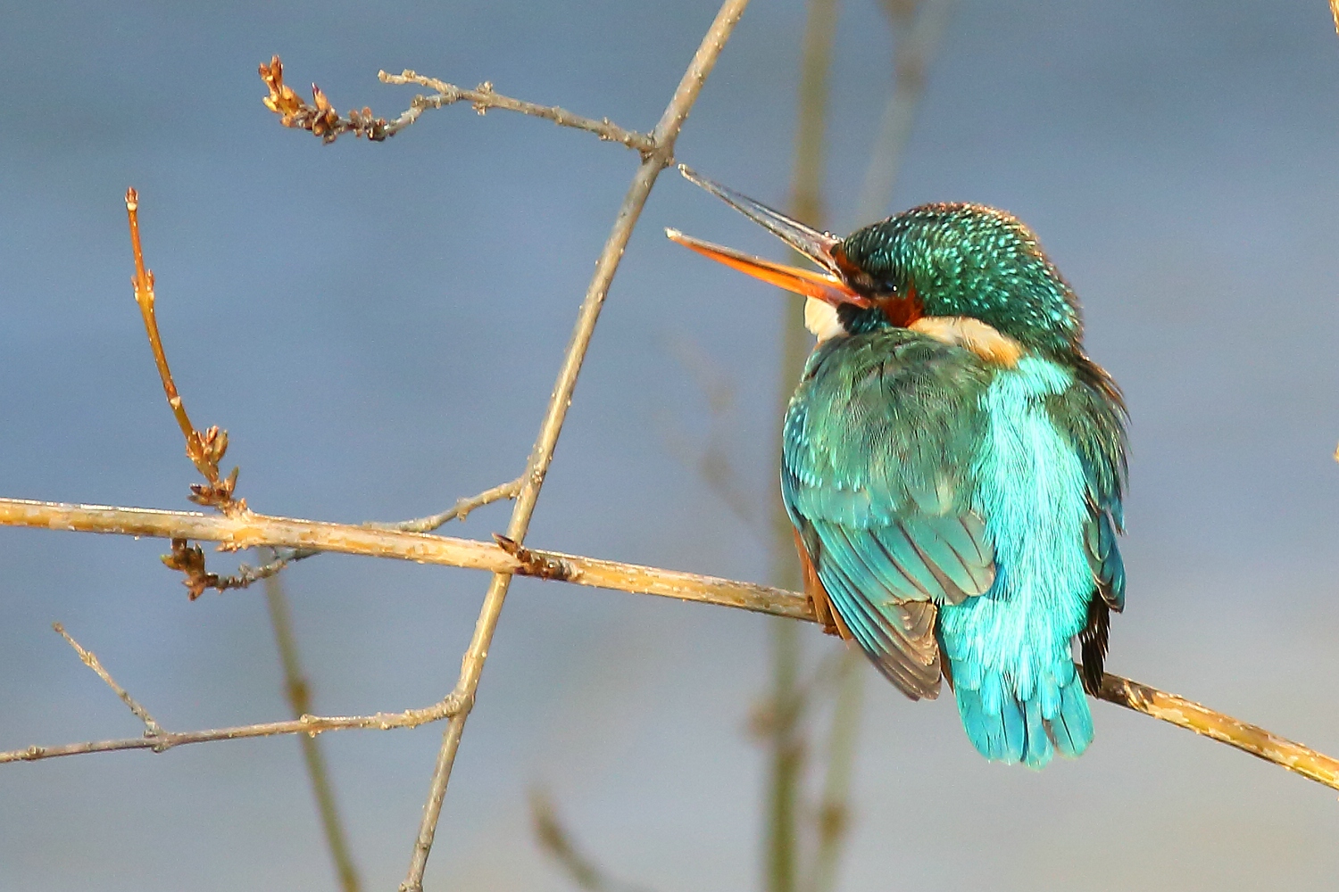Eisvogel am Kanal