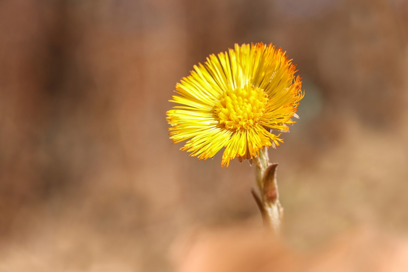 Ein Blümchen für Ina