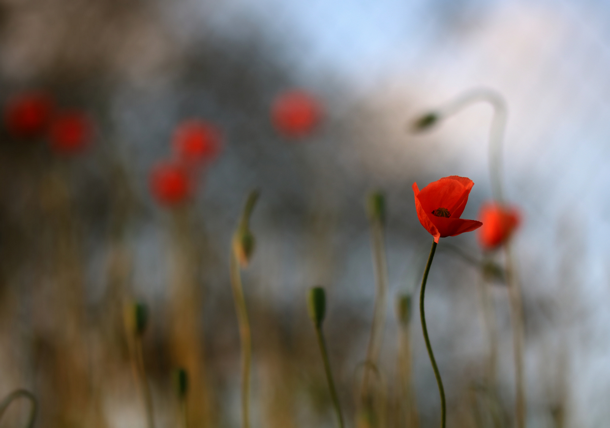 Der  Klatschmohn