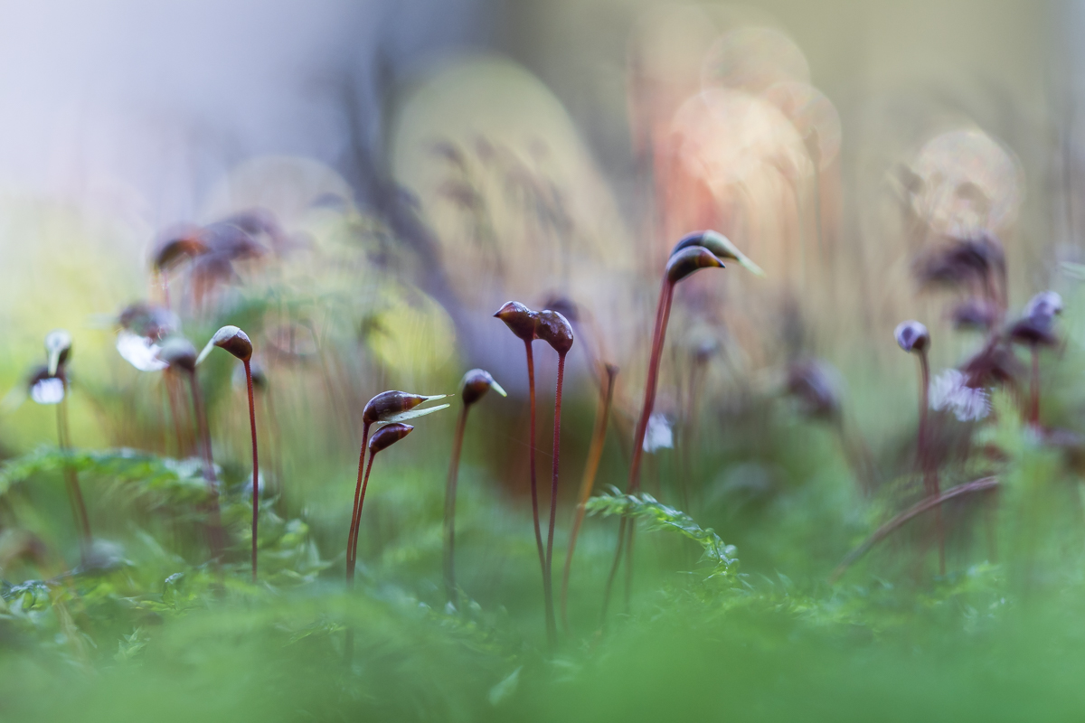 Gartenparty der Moossporen