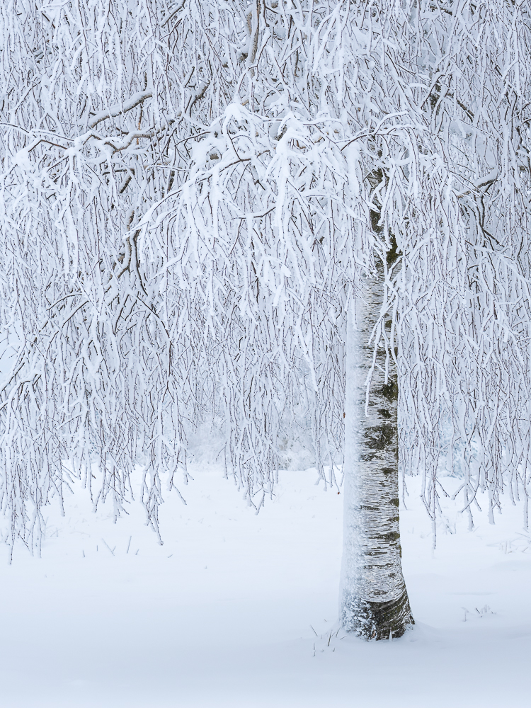 Winterbirke
