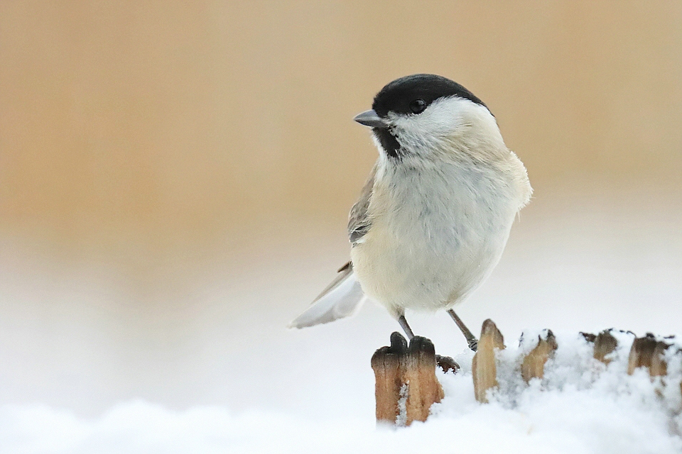 Sumpfmeise im Winter
