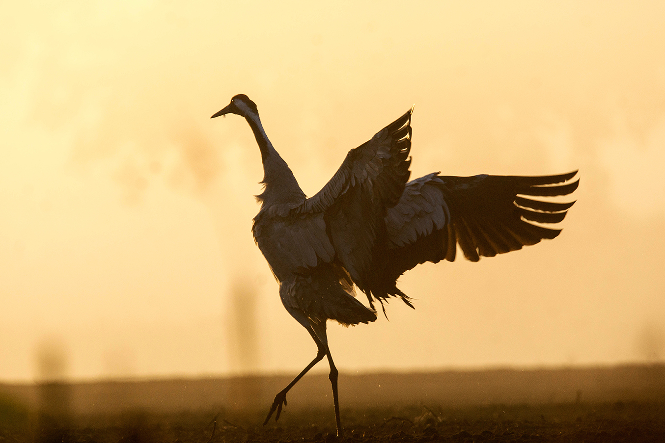 Tanz im Morgennebel