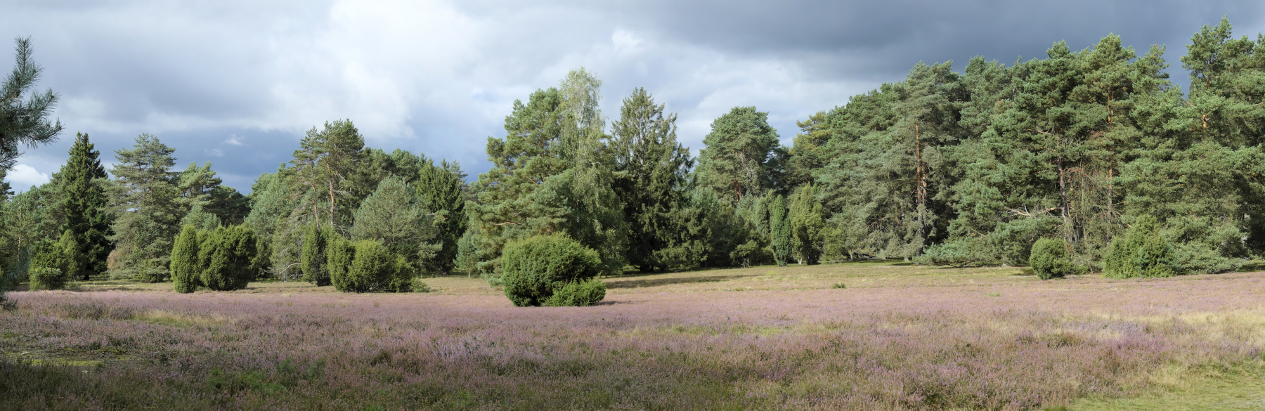 Im Wald und auf der Heide...