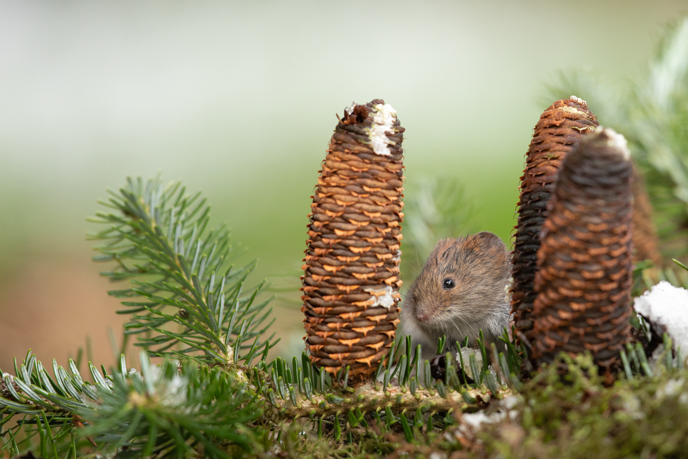 Weihnachtsdeko
