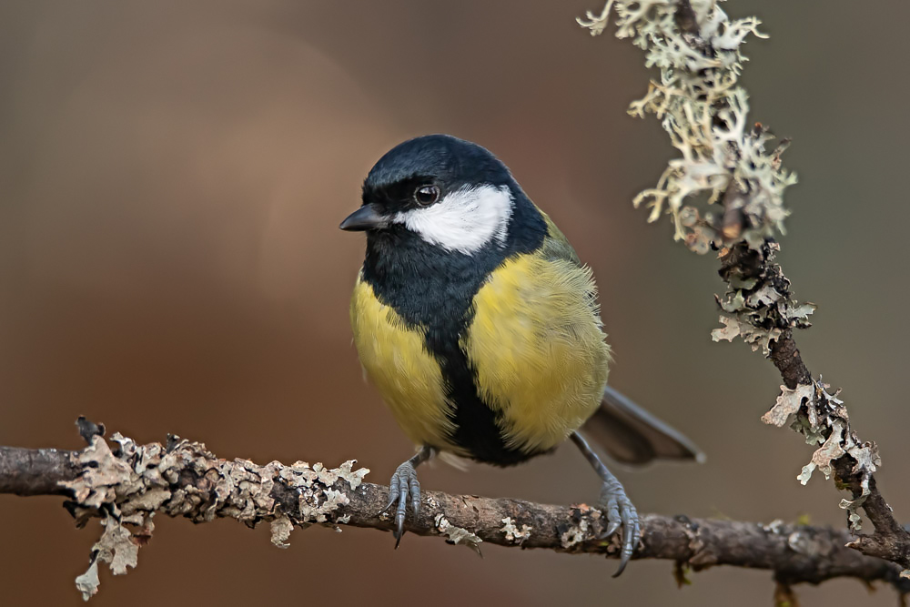 Kohlmeise (parus major)