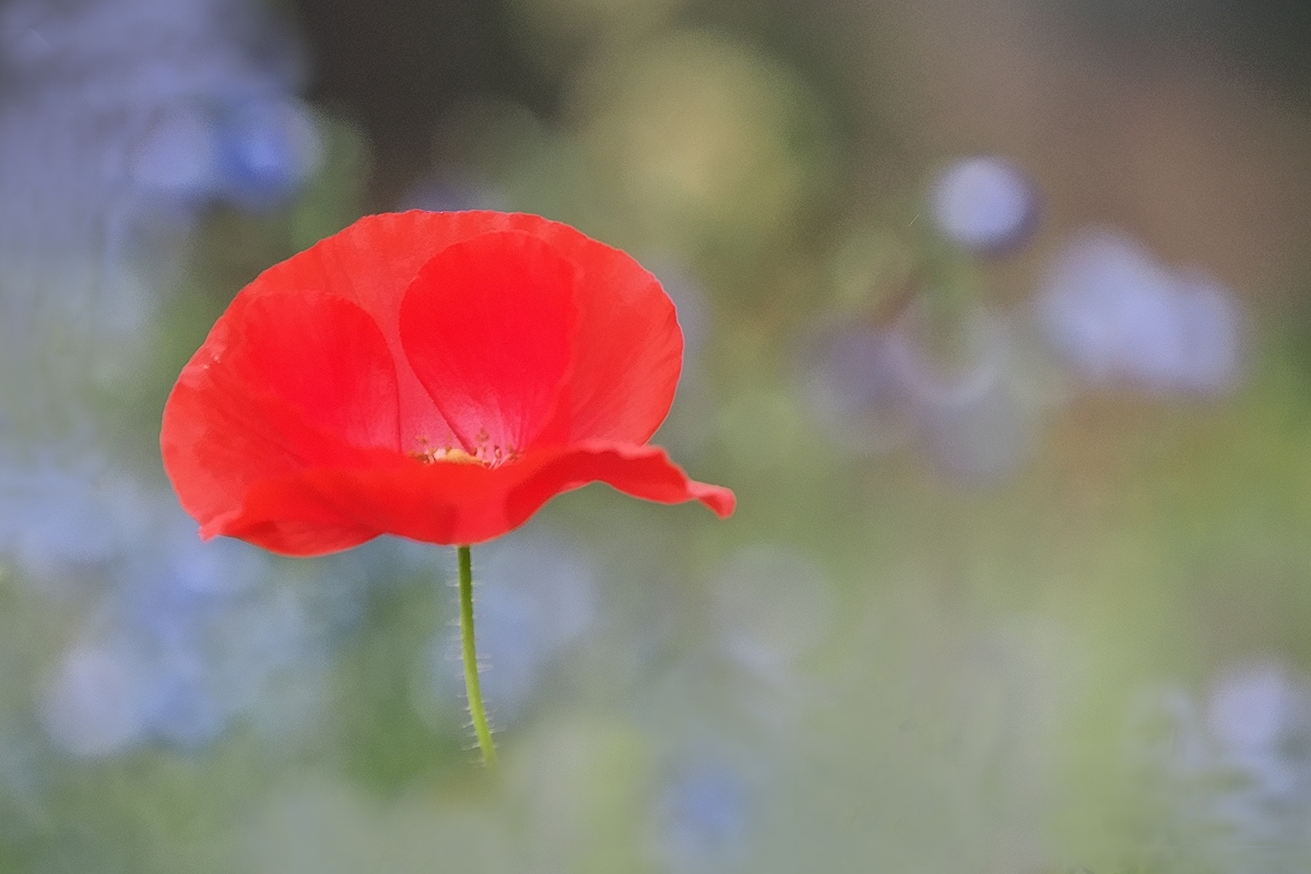 Etwas Farbe gegen das Grau