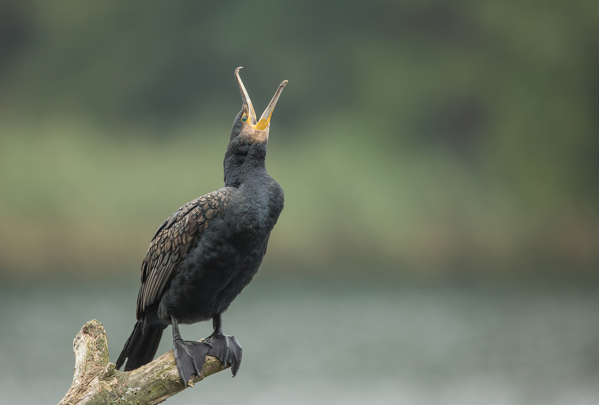 Kormoran (Phalacrocorax carbo)