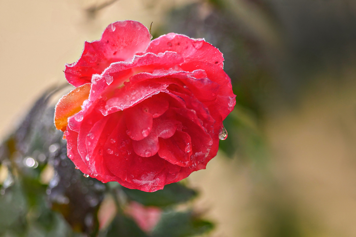 "Eisblume"