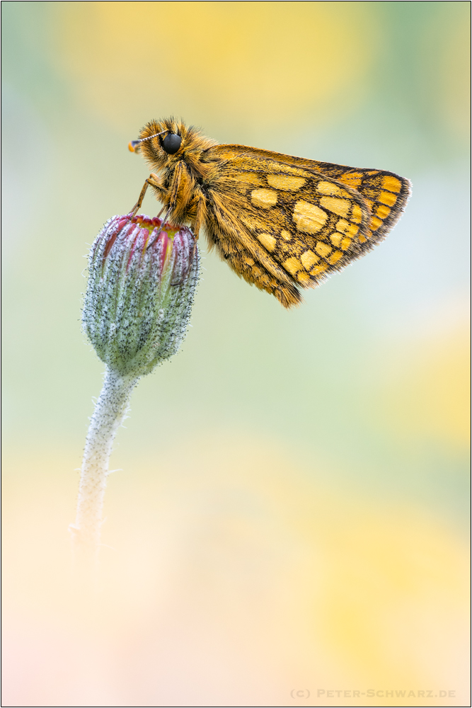 Gelbwürfeliger Dickkopffalter (Carterocephalus palaemon)