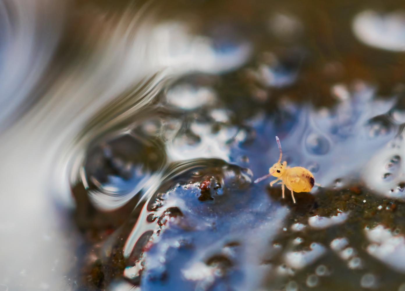 Wasserwelt des Kugelspringers