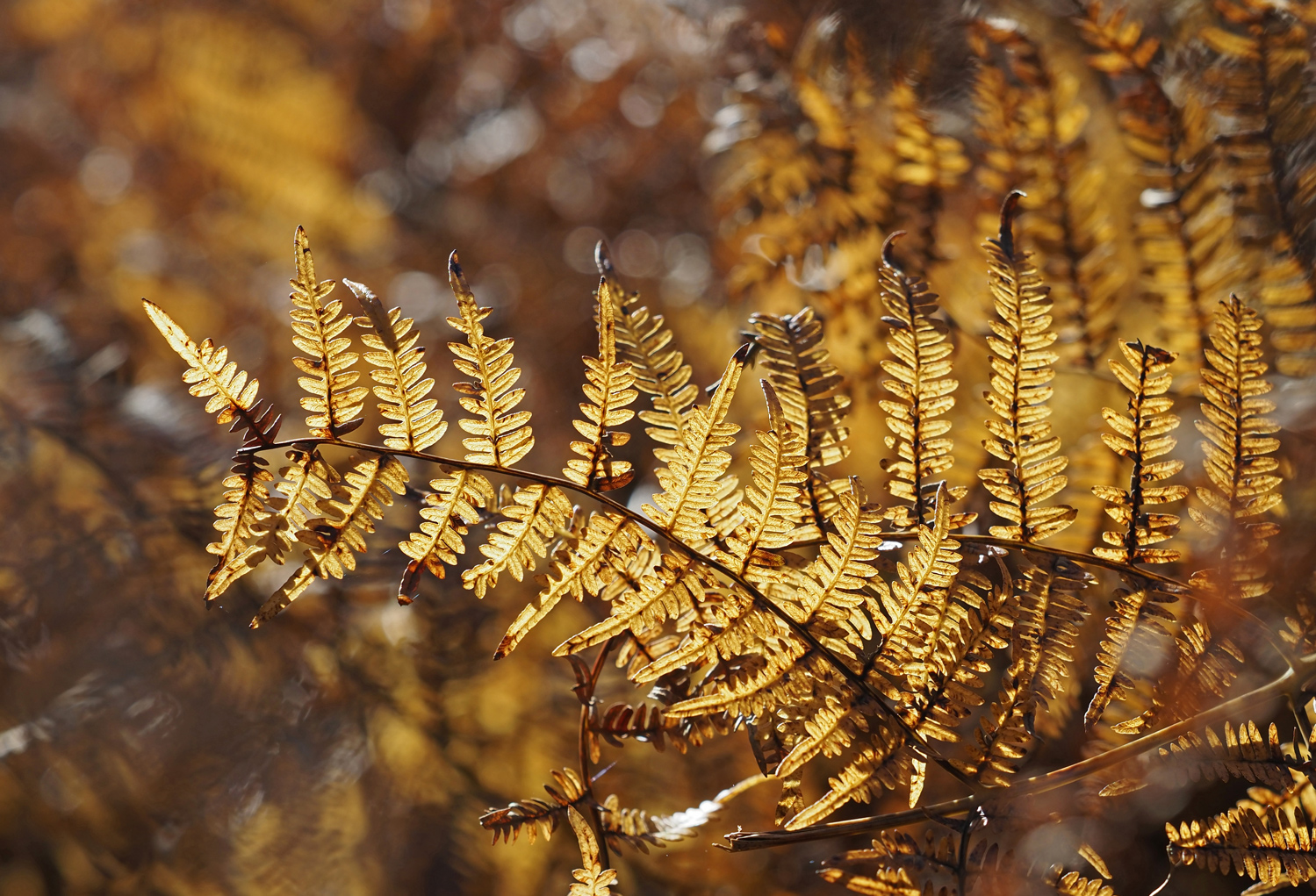 Adlerfarn (Pteridium aquilinum)