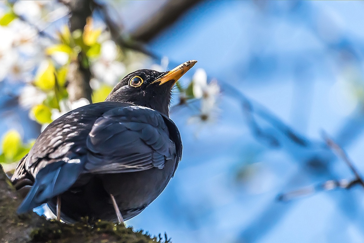 Eine Amsel für Wolf