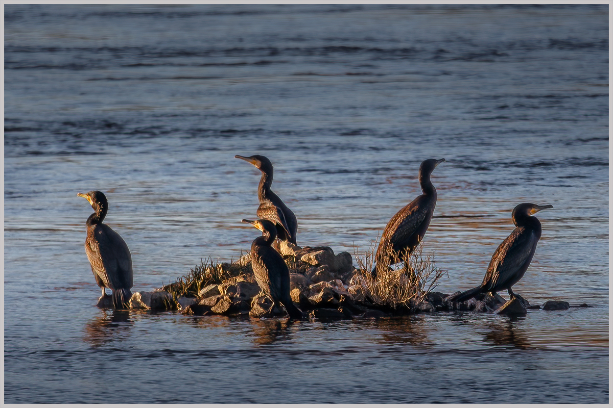 ... cormorant island ...