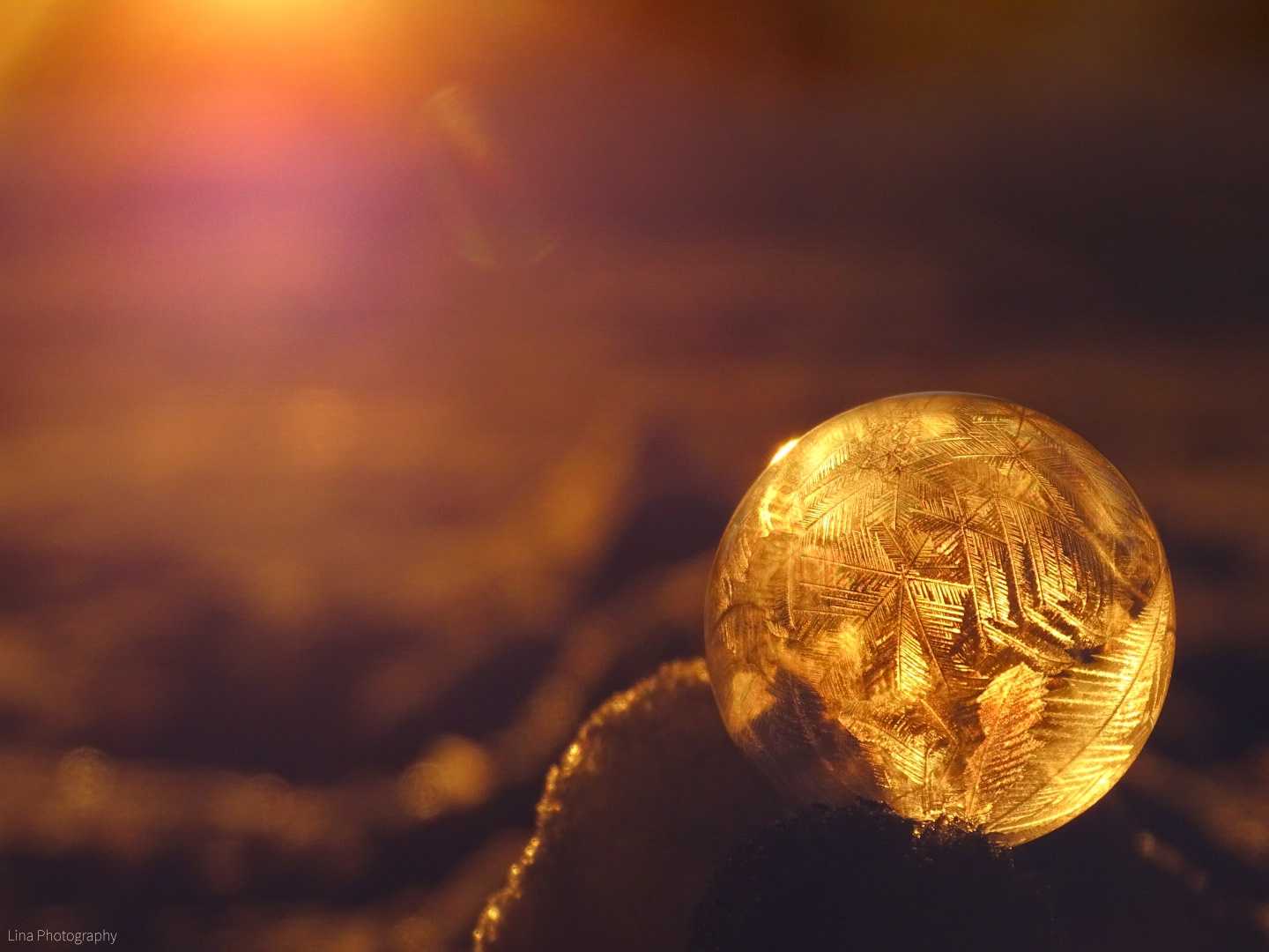 Eisblumen im goldenen Licht