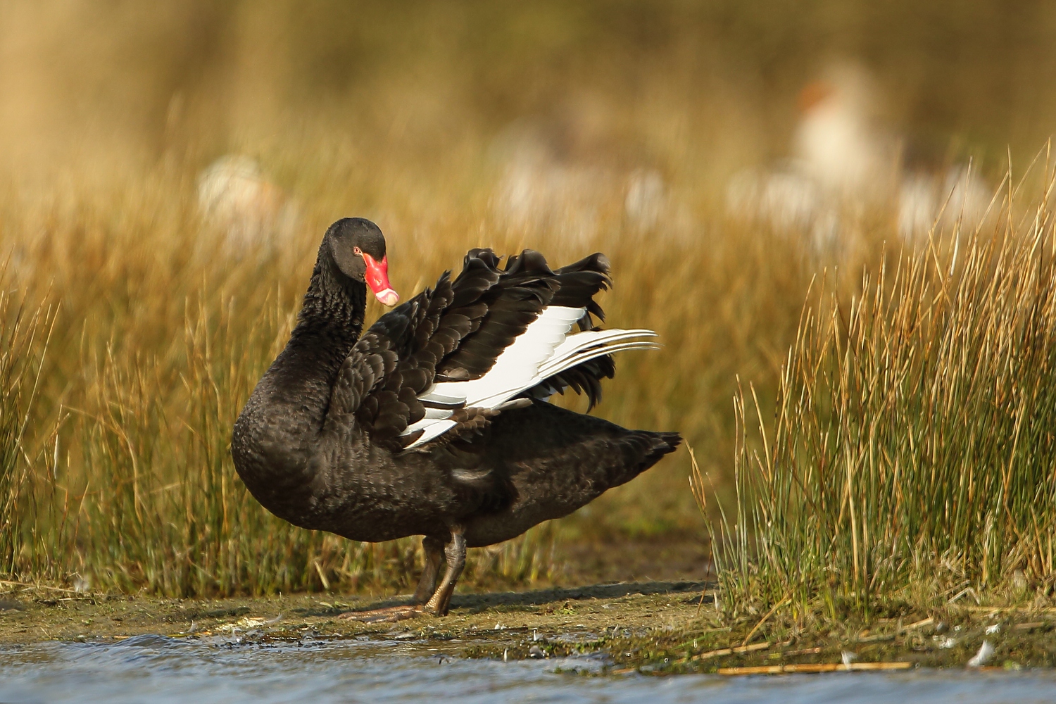 Trauerschwan für Wolf