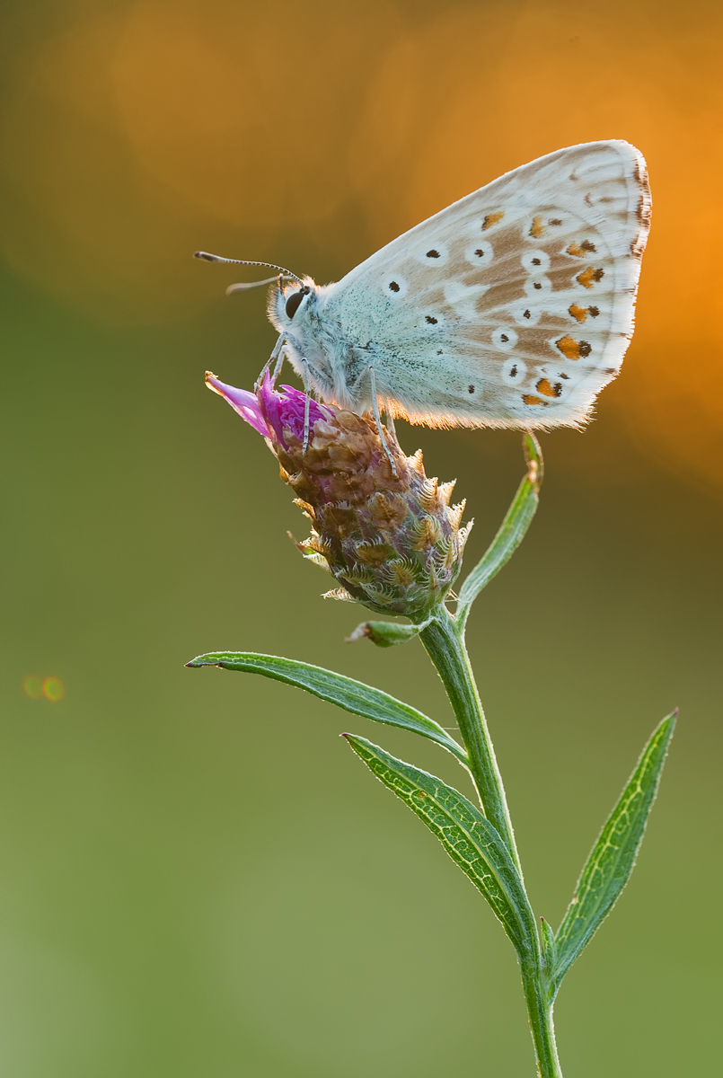 Kleiner Lichterbote