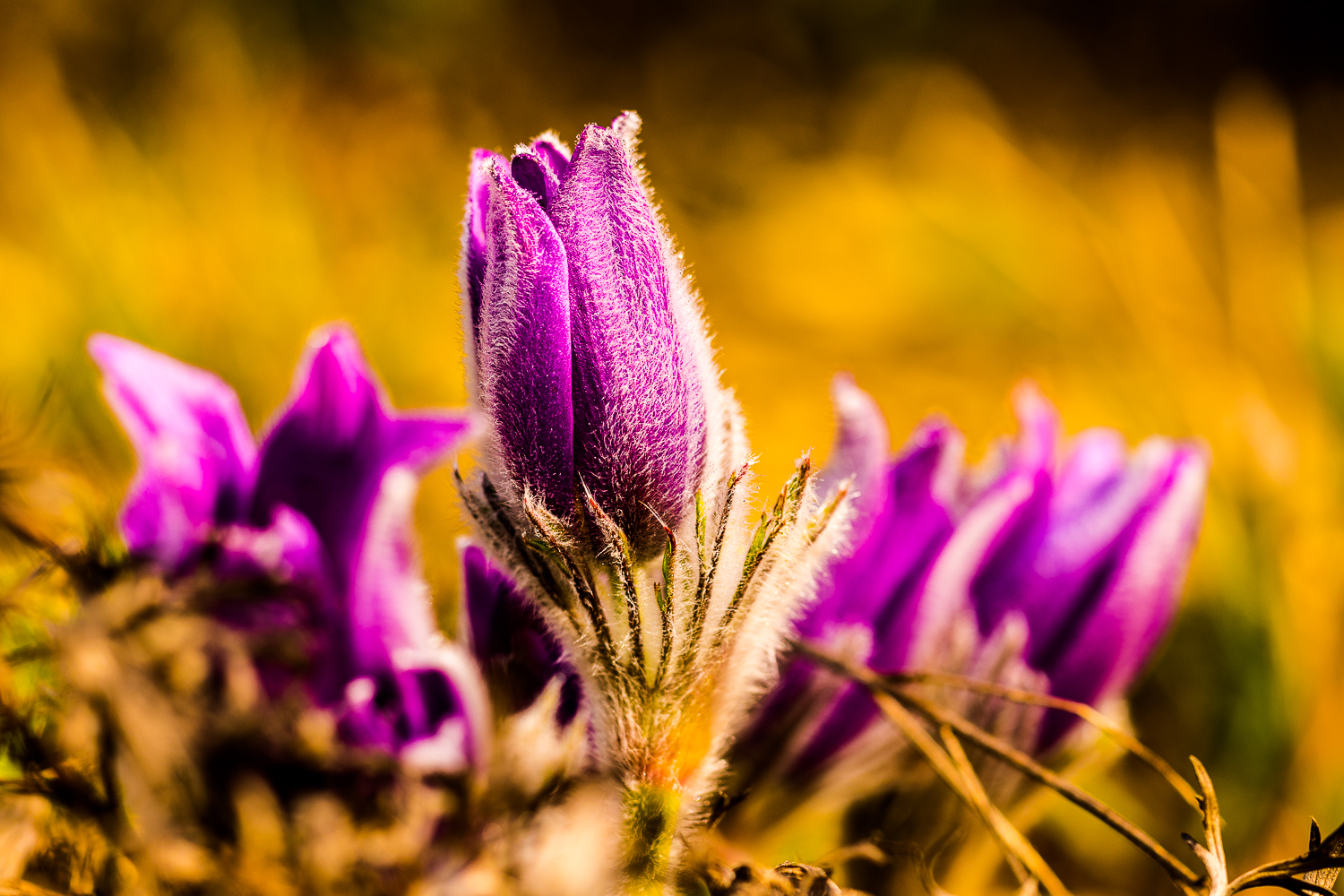 bunte Blumen