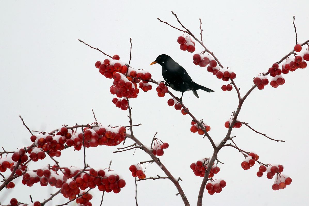 Amsel im Schnee