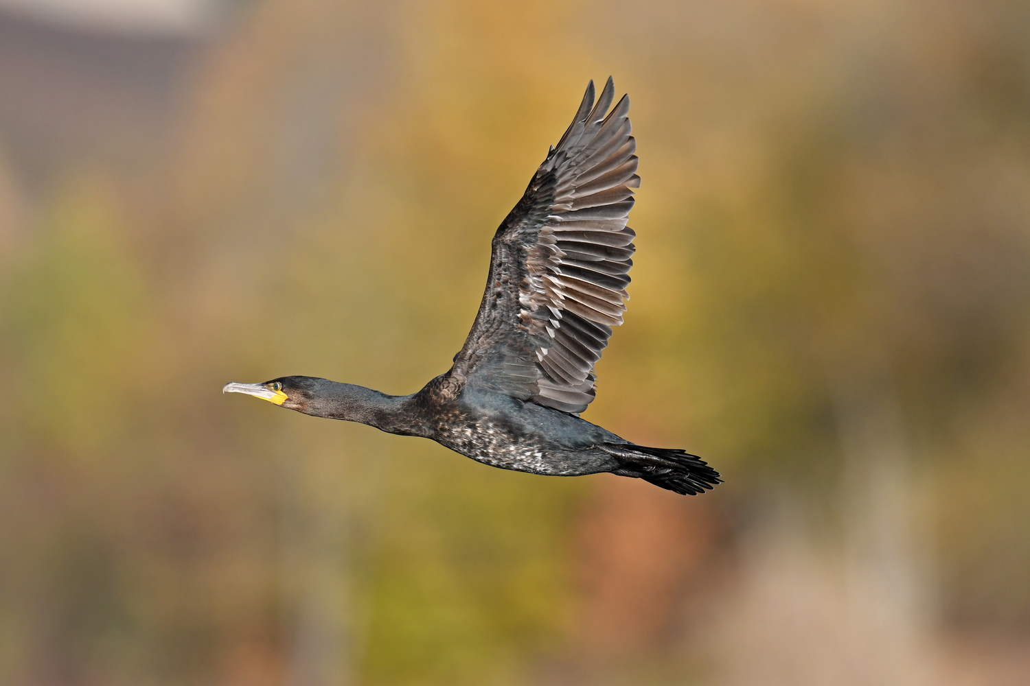 Kormoran