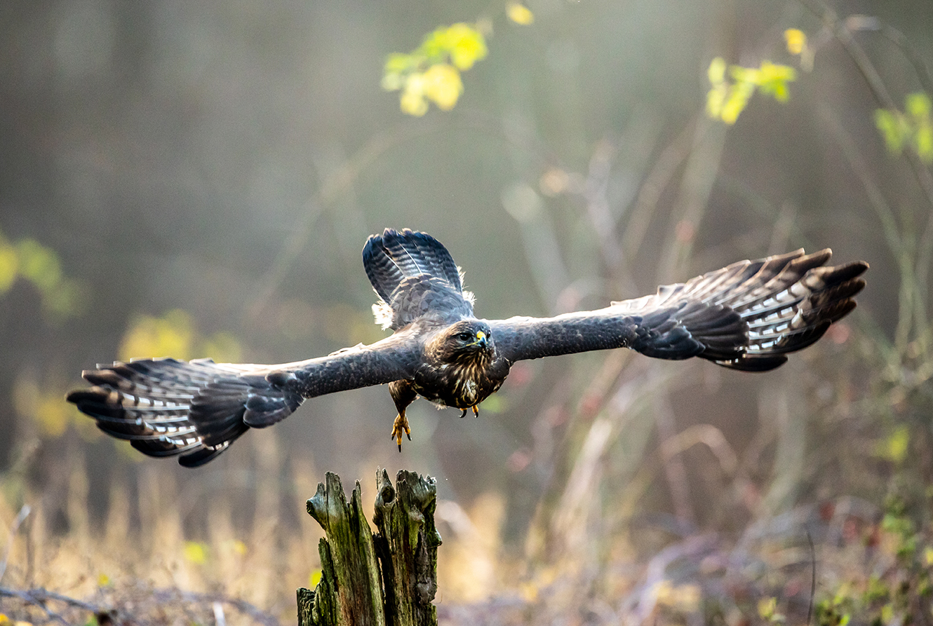 Bussard