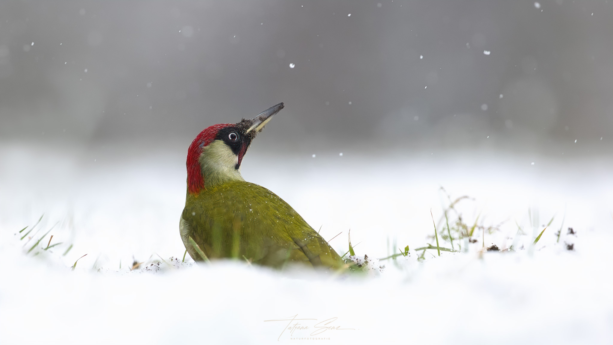 GRÜNSPECHT im WINTER