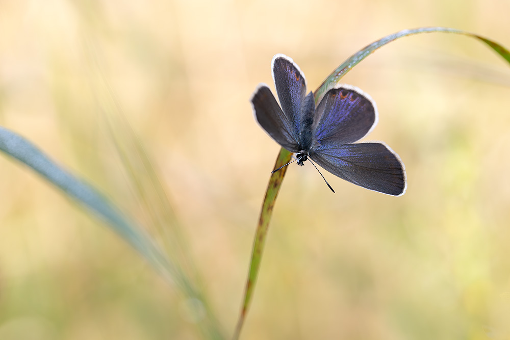 Blauer Farbtupfer