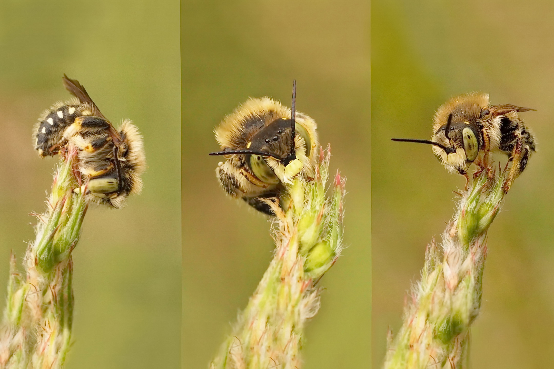 Wildbienen