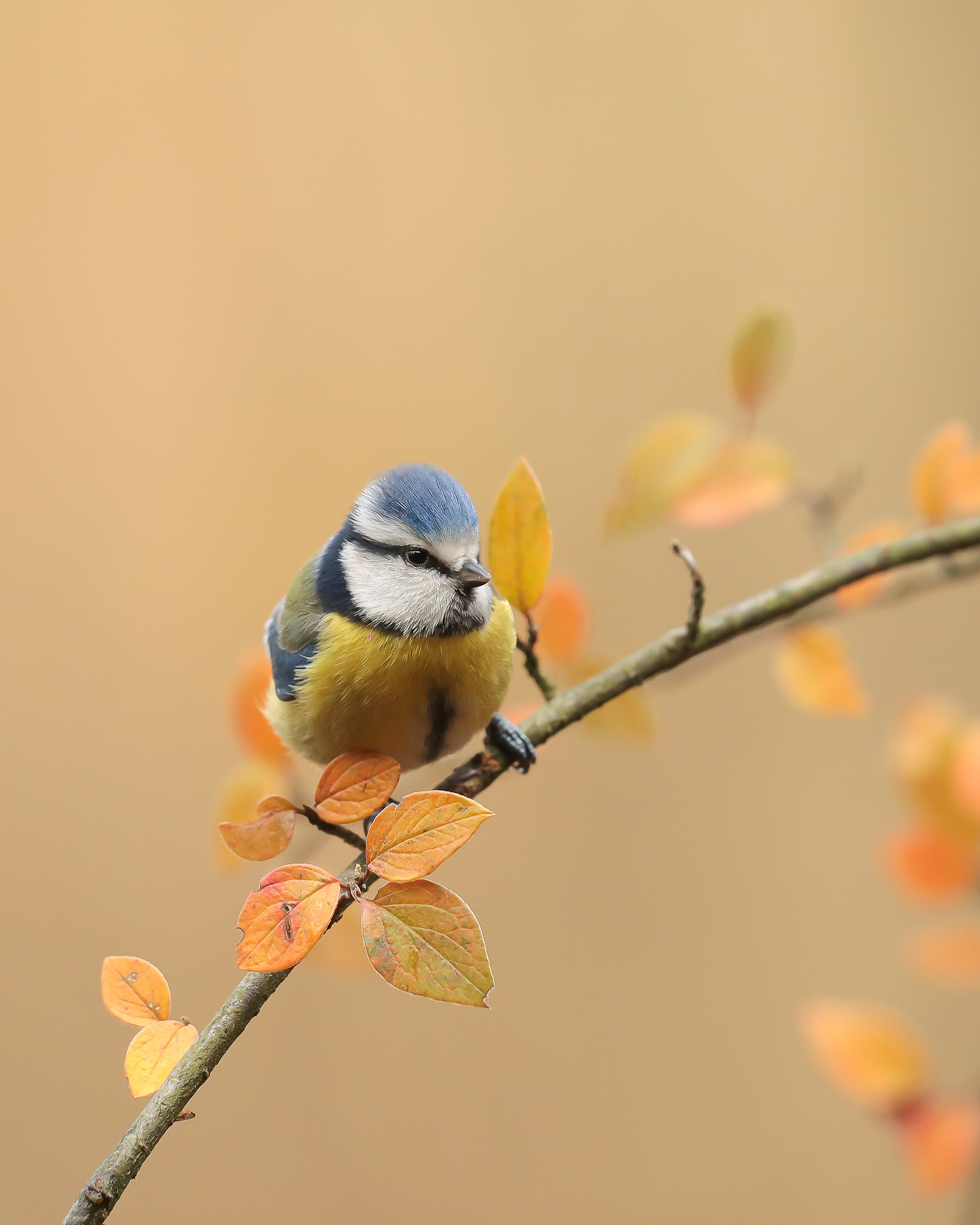 Heute im Wald