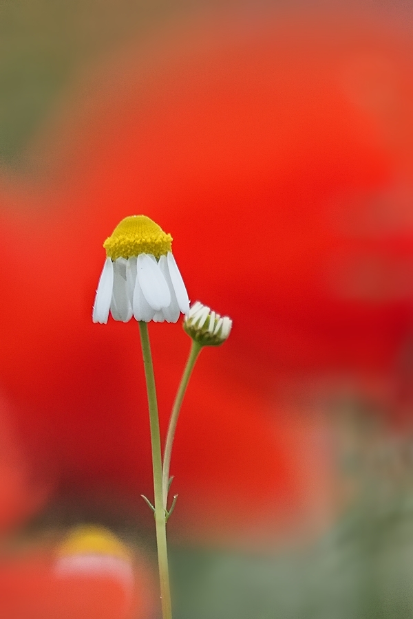 Ein Mohn zur Hintergrundgestaltung