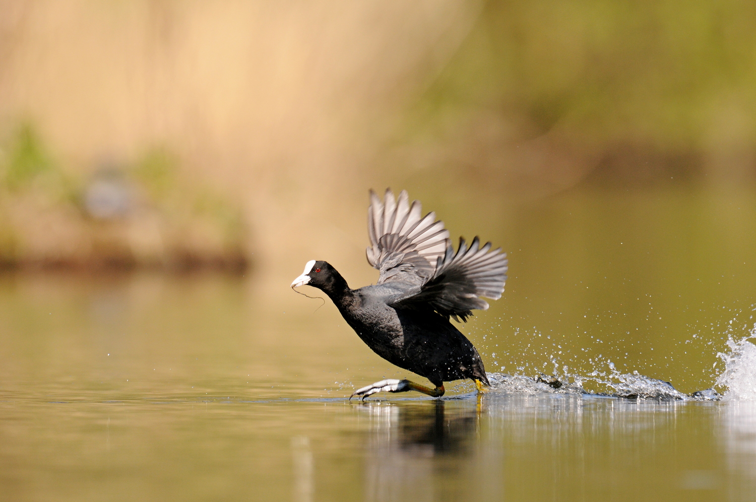 Wasserläufer