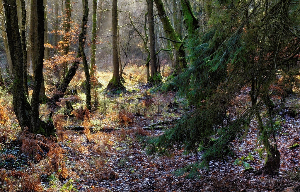 Rumpelstilzschenwald