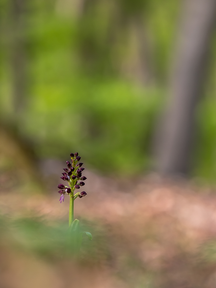 Nur eine Blüte ...