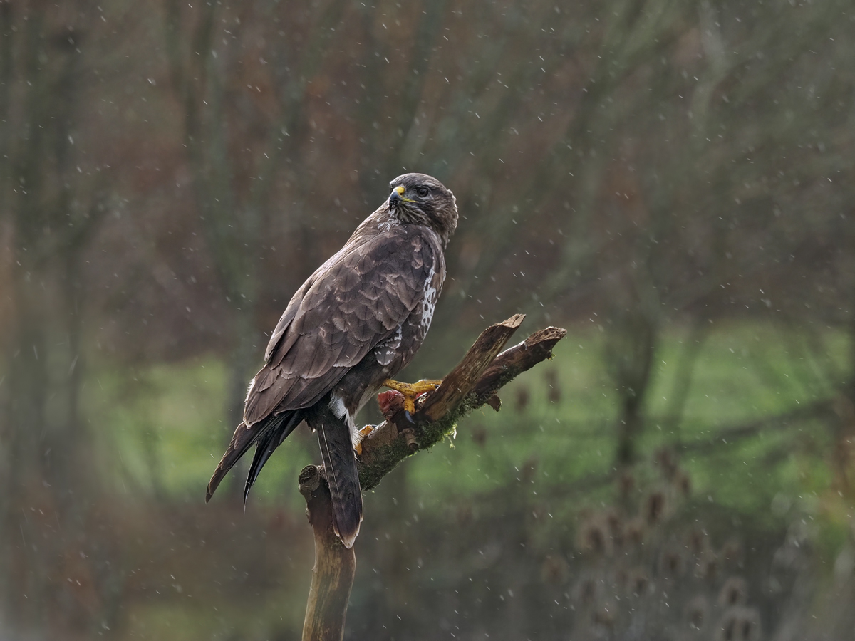 Bussard