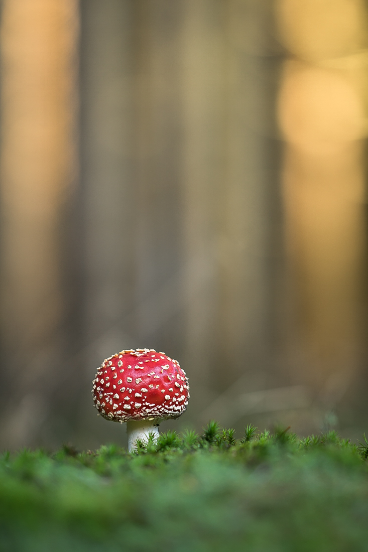 Ein Fliegenpilz