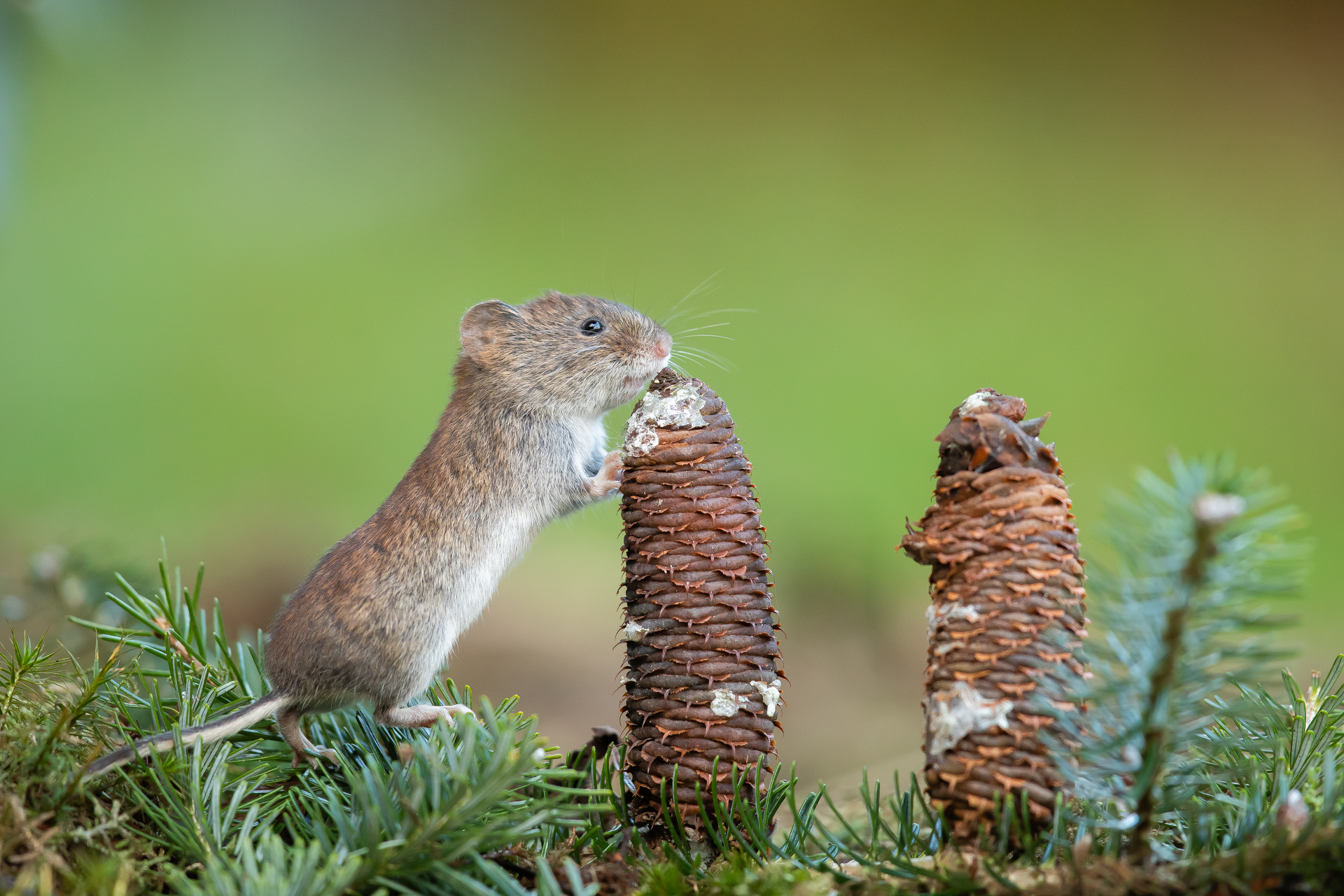 Die Weihnachtsmaus..