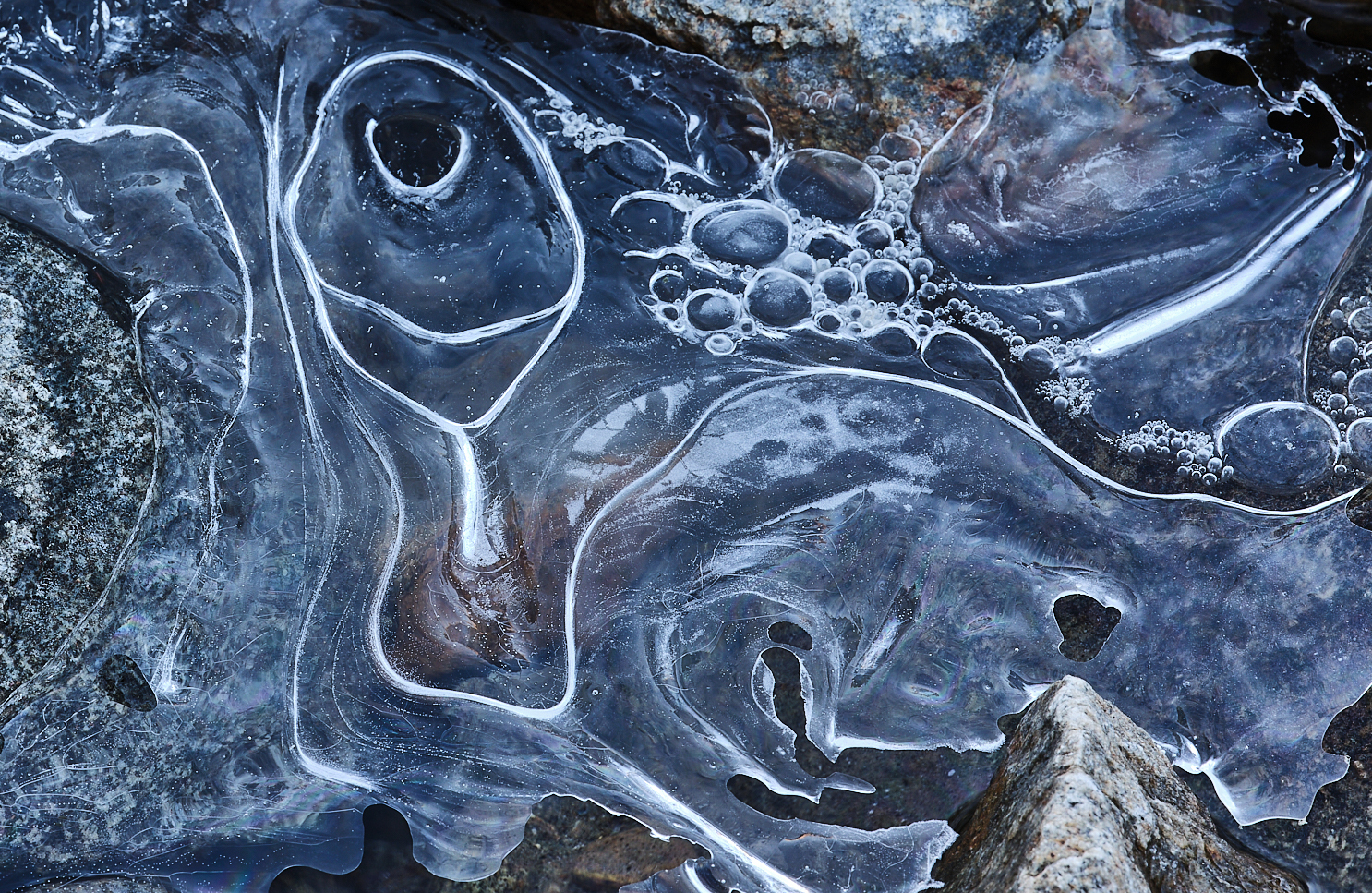 Der Eisfisch