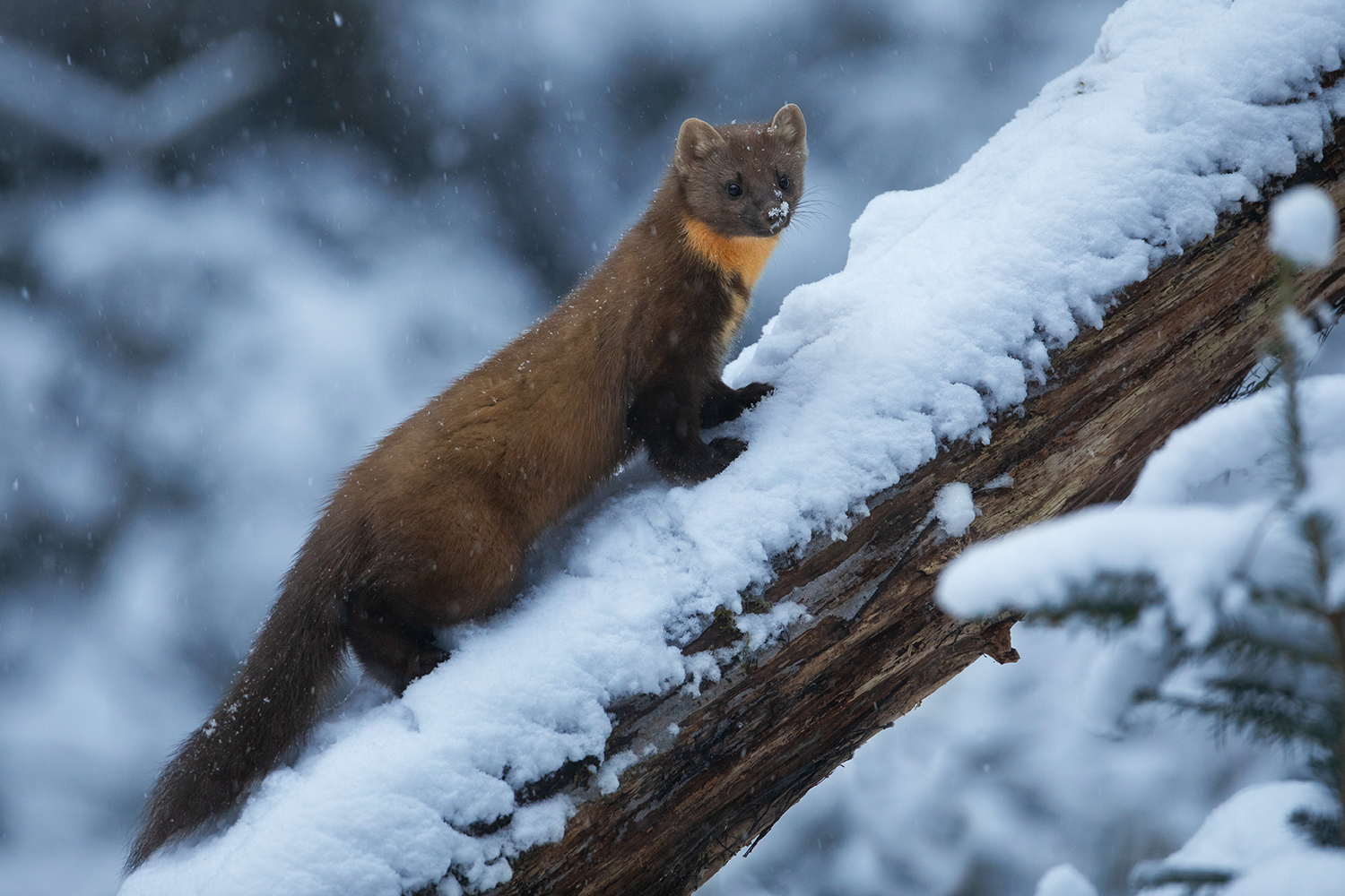 Baummarder