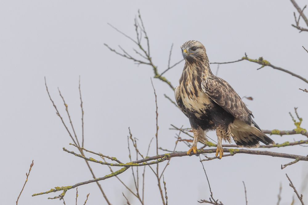 Raufußbussard