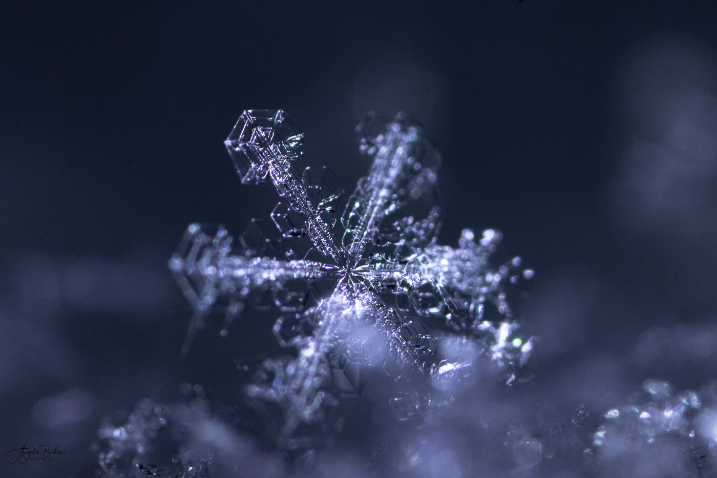 4. Advent