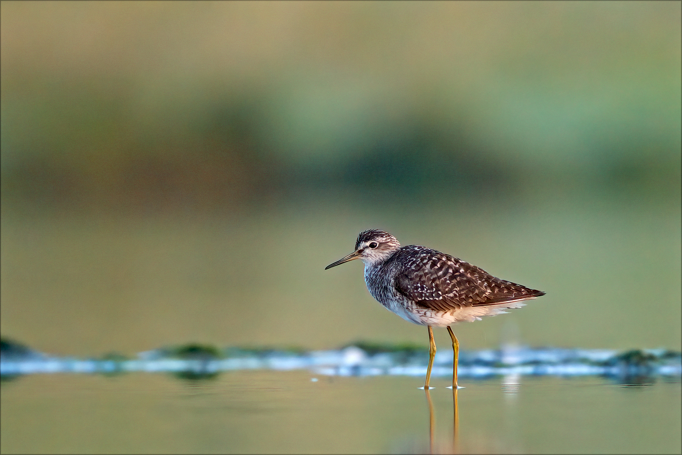 Bruchwasserläufer