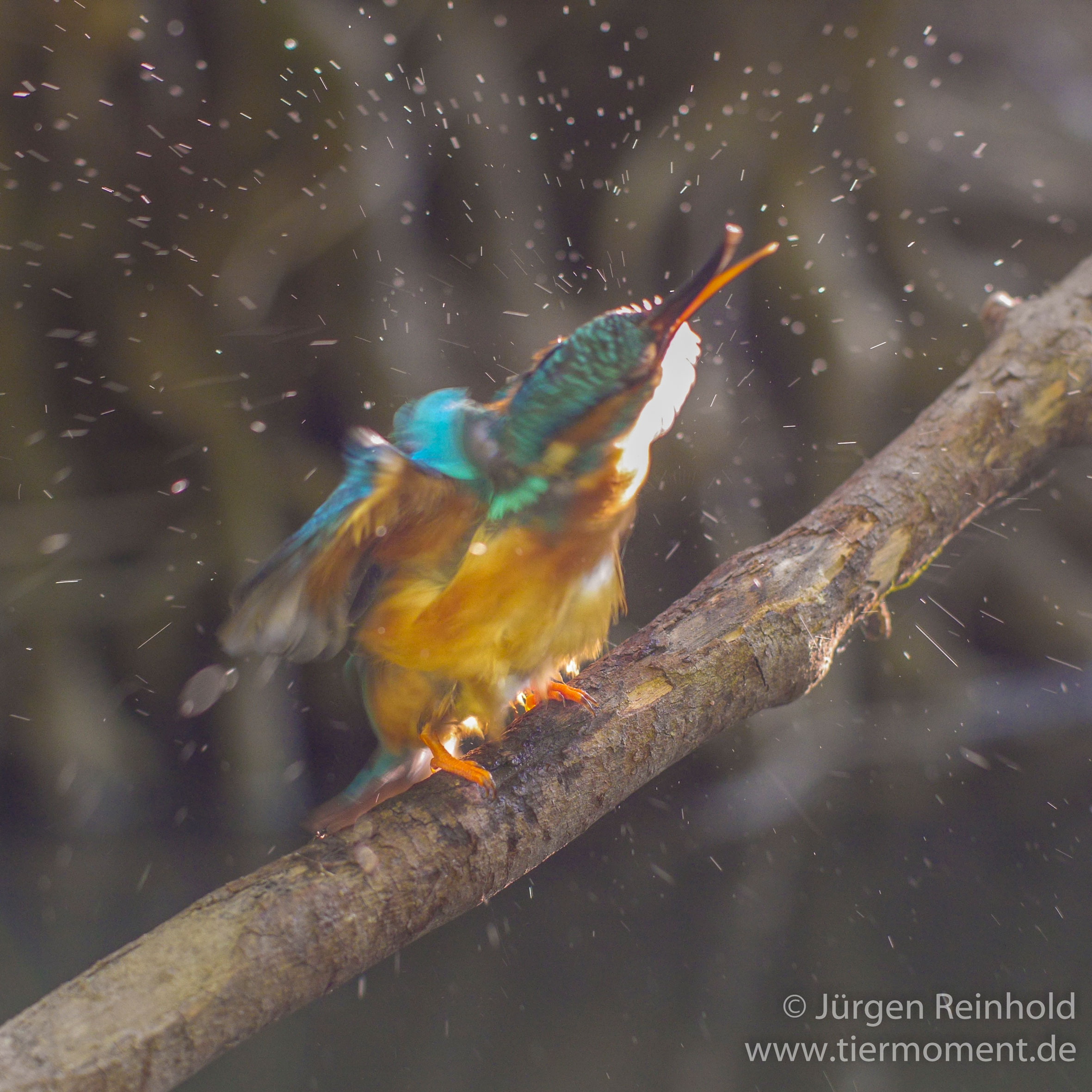 Eisvogel beim Trocknenschleudergang