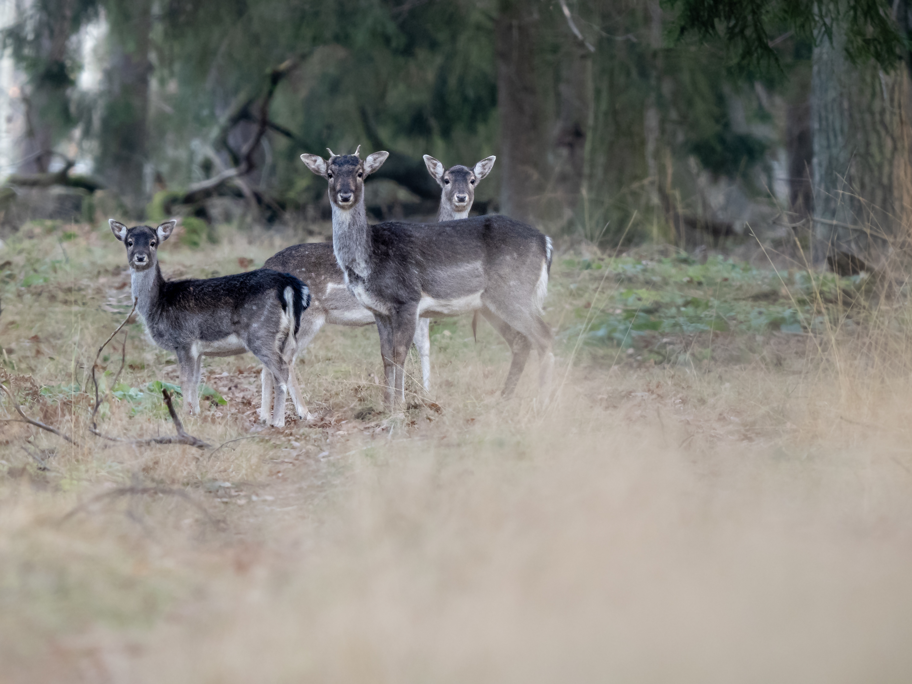 Damwild Familie