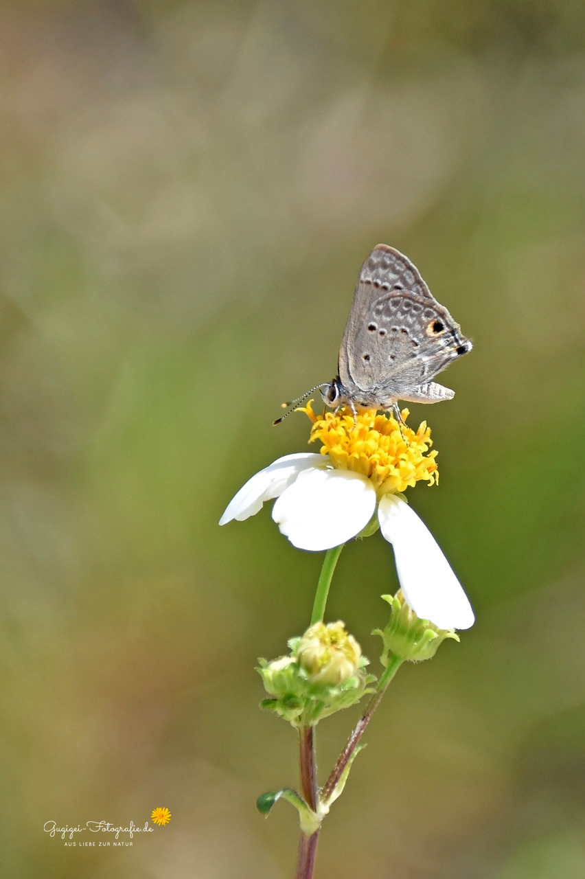 Mallow Scrub-Hairstreak (Strymon istapa)