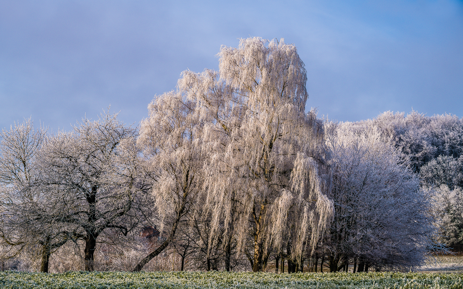 Bäume im Winterkleid
