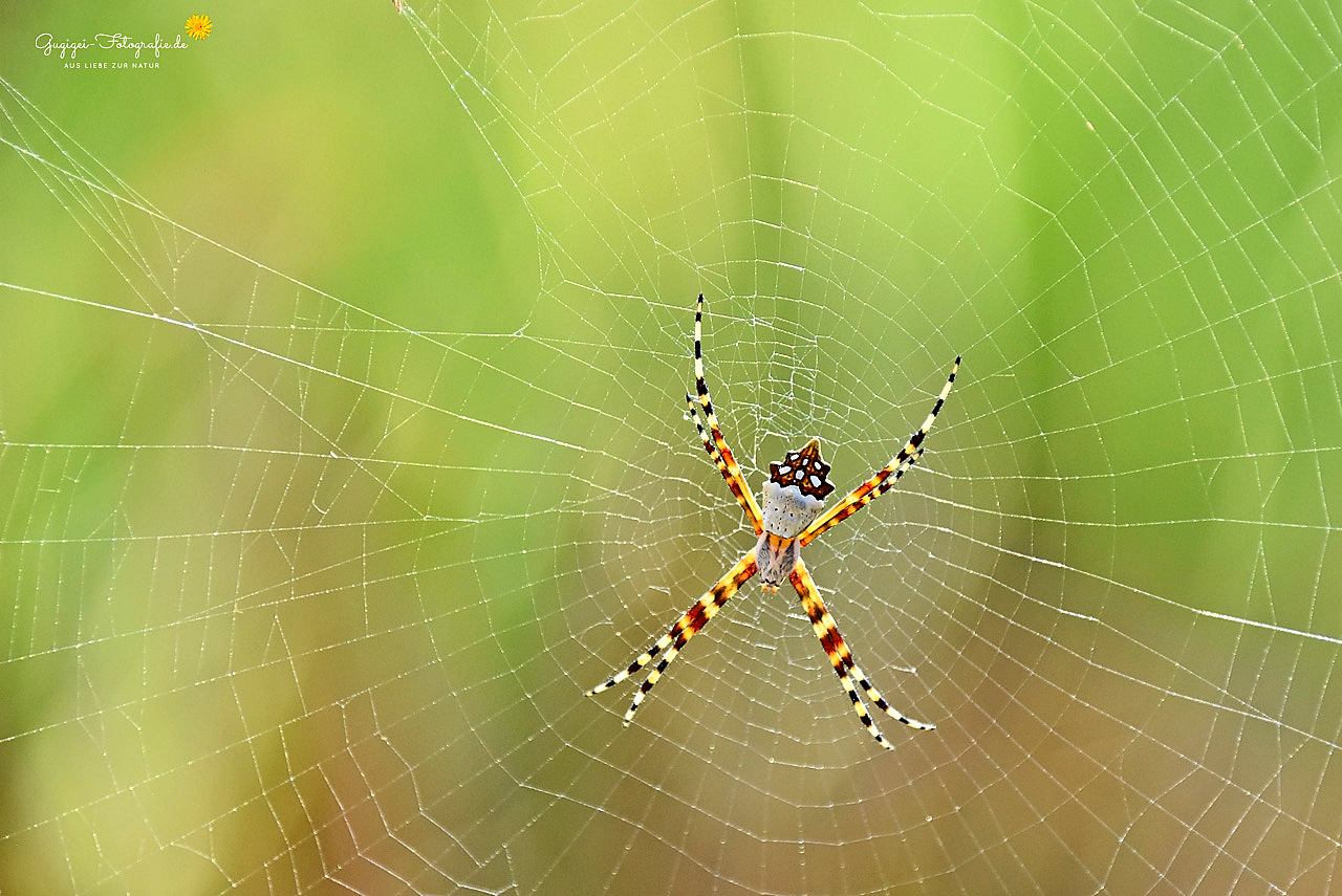 Silberspinne (agriope argentata)