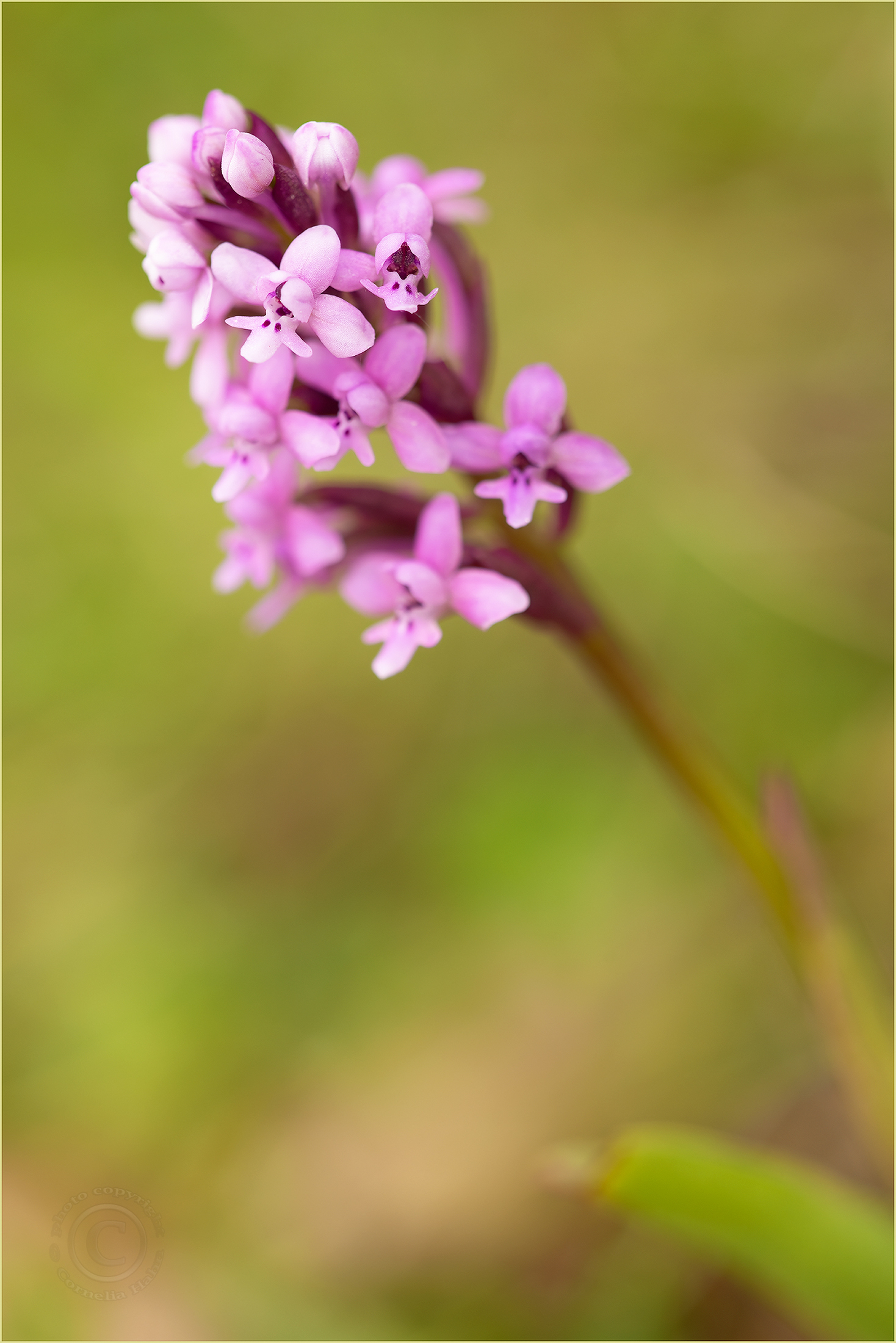 Brancifortis Knabenkraut (Orchis quadripunctata ssp. brancifortii)